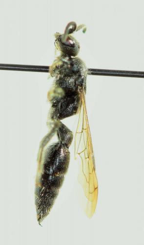 Pseudotiphia villosa